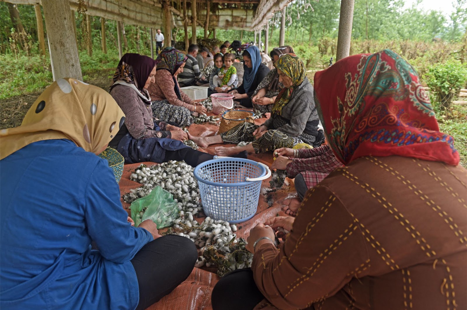 İpek Böcekçiliği ve Dokuma için İpeğin Geleneksel Üretimi